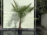Palmboom - Trachycarpus Fortunei - thumbnail