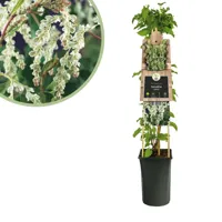 Bruidssluier plant - Fallopia Aubertii - P 16 cm - thumbnail