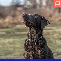 Hondenhalsband Hs Sprenger Halflang (60 cm) - thumbnail