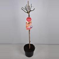 Grootbloemige roos op stam Parfum de Nature (rosa "Blue Girl"®) - Op stam 90 cm - 1 stuks - thumbnail