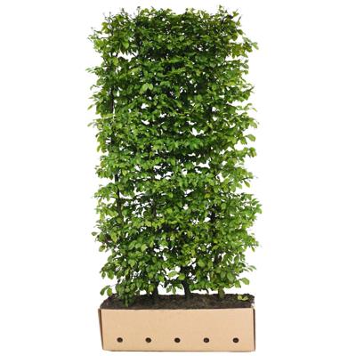 Kant & klaar haag Carpinus betulus 200 x 100 cm breed Haagbeuk Quickhedge - Quickhedge