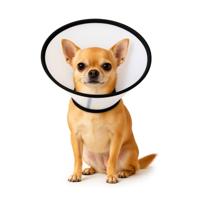 Nobleza Beschermkraag voor hond en kat - Maat XS - thumbnail