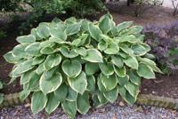 Hartlelie - thumbnail