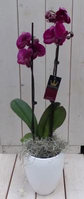 Vlinderorchidee donkerroze 2 stelen in hoge witte pot 60 cm Warentuin Natuurlijk - Warentuin natuurlijk