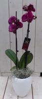 Vlinderorchidee donkerroze 2 stelen in hoge witte pot 60 cm Warentuin Natuurlijk - Warentuin natuurlijk - thumbnail
