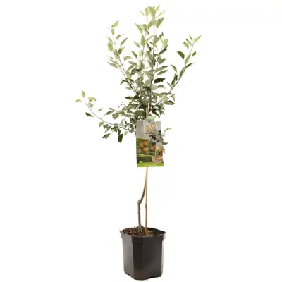 Appelboom Malus domestica Cox's Orange P. - Handappel Appelboom Malus domestica Cox's Orange P. - Handappel