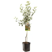 Appelboom Malus domestica Cox's Orange P. - Handappel - thumbnail