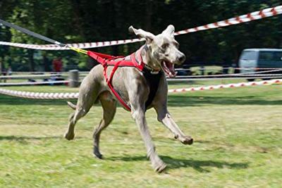 Neewa - dog racing harnass - size l - thumbnail