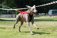 Neewa - dog racing harnass - size m - thumbnail