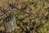 Korum Camo Running Rig Kit 4st. Standaard - thumbnail
