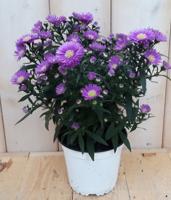 3 stuks! Herfstaster roze Warentuin Natuurlijk - Warentuin natuurlijk - thumbnail