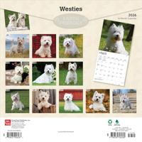 West Highland White Terrier Kalender 2026 - thumbnail