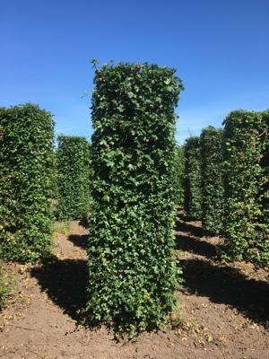 Kant & klaar haag Acer campestre blokhaag H250 x B80 x L80 cm Veldesdoorn Quickhedge - Quickhedge Kant & klaar haag Acer campestre blokhaag H250 x B80 x L80 cm Veldesdoorn Quickhedge - Quickhedge