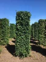 Kant & klaar haag Acer campestre blokhaag H250 x B80 x L80 cm Veldesdoorn Quickhedge - Quickhedge - thumbnail