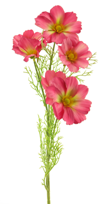 Cosmos Bibi dk pink 77cm