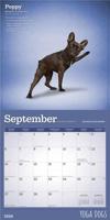Yoga Dogs Kalender 2026 - thumbnail