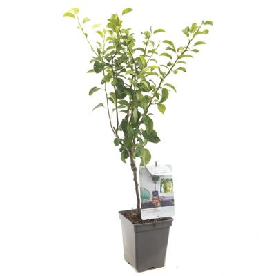 Perenboom Conference (Pyrus Communis "Conference") fruitbomen - thumbnail