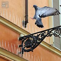 Swissinno Natural Control Birds Away Spikes tegen duiven Functies Afschrikking 300 cm - thumbnail