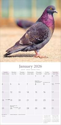 Duiven Kalender 2026