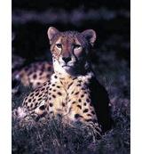 Animal Essences Cheetah (jachtluipaard) 30 Milliliter - thumbnail