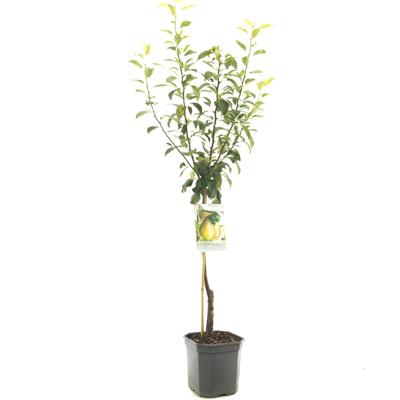 Perenboom pyrus communis Clapps Favourite
