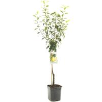 Perenboom pyrus communis Clapps Favourite - thumbnail