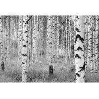 Komar Home; Komar Colours Fotobehang Woods - XXL4-023 - thumbnail