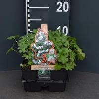 Ooievaarsbek (geranium cantabrigiense "Biokovo") bodembedekker - 4-pack - 1 stuks - thumbnail