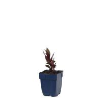 Lobelia fulgens Queen Victoria vaste plant Griffioen - Griffioen - thumbnail