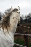 Excellent Horse Hi Gloss Clean Spray 500 ml - thumbnail