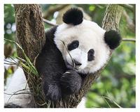 Clementoni legpuzzel Wildlife 4 puzzels 20/60/100/180 stukjes - thumbnail