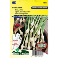 Ui White Lisbon zaailint - thumbnail