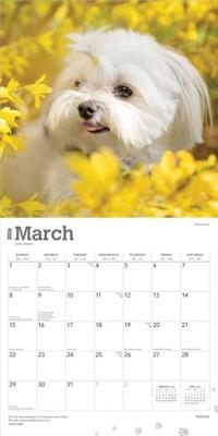 Maltezer Kalender 2026 Maltezer Kalender 2026