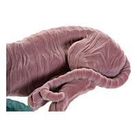 Decoratieve figuren DKD Home Decor Groen Licht Roze Tijger 36 x 17,5 x 13,3 cm (2 Stuks) - thumbnail