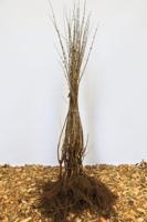 Kamperfoelie - thumbnail