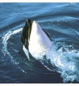 Animal Essences Orca 30 Milliliter