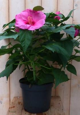 Hibiscus Newbiscus Grootbloemig roze 70 cm Warentuin Natuurlijk - Warentuin natuurlijk