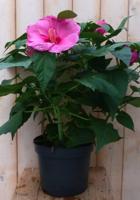 Hibiscus Newbiscus Grootbloemig roze 70 cm Warentuin Natuurlijk - Warentuin natuurlijk - thumbnail