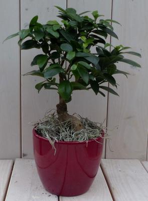 Bonsai Ficus microcarpa rode pot 30 cm Warentuin Natuurlijk - Warentuin natuurlijk Bonsai Ficus microcarpa rode pot 30 cm Warentuin Natuurlijk - Warentuin natuurlijk