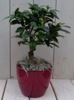 Bonsai Ficus microcarpa rode pot 30 cm Warentuin Natuurlijk - Warentuin natuurlijk - thumbnail