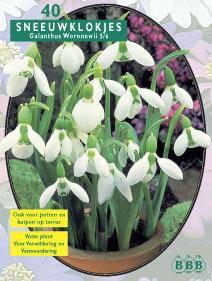 Sneeuwklokjes