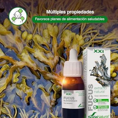 Fucus vesiculosus XXI