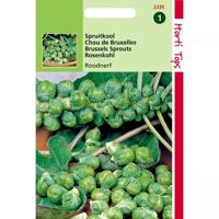 Zaden Spruitkool Roodnerf Hortitops - Hortitops - thumbnail