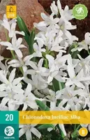 Chionodoxa luciliae alba 20 bollen - thumbnail