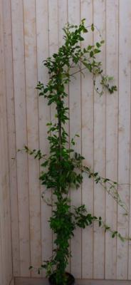 Toscaanse Jasmijn Jasminoides 200 cm Trachelospermum Warentuin Natuurlijk - Warentuin natuurlijk
