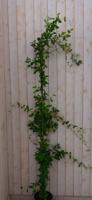 Toscaanse Jasmijn Jasminoides 200 cm Trachelospermum Warentuin Natuurlijk - Warentuin natuurlijk - thumbnail