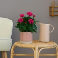 Potroos Roze - P12 - thumbnail