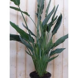 Paradijsvogelbloem Strelitzia Nicolai potmaat 26 cm H160-180 cm (kan in de zomer buiten) Warentuin Natuurlijk - Warentuin natuurlijk