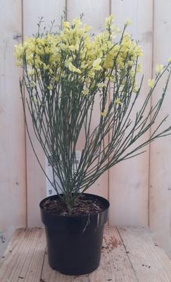 Brem Geel 30 cm Cytisus Warentuin Natuurlijk - Warentuin natuurlijk