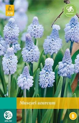 Muscari azureum bloembollen 10 bollen Druifhyacint JUB - Jub